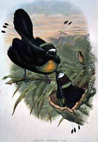 Arfak Six wired Bird of Paradise Oil Painting - William M. Hart