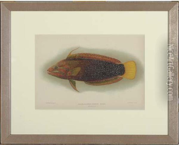 Fish Of The Hawaiian Islands: Six Plates Oil Painting - Samuel Baldwin