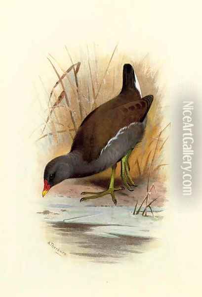 Water Hen or Moorhen, Gallinula Chloropus Oil Painting - Archibald Thorburn