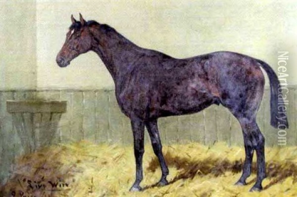 Live Wire, A Bay Hunter In A Stable Oil Painting - George Paice