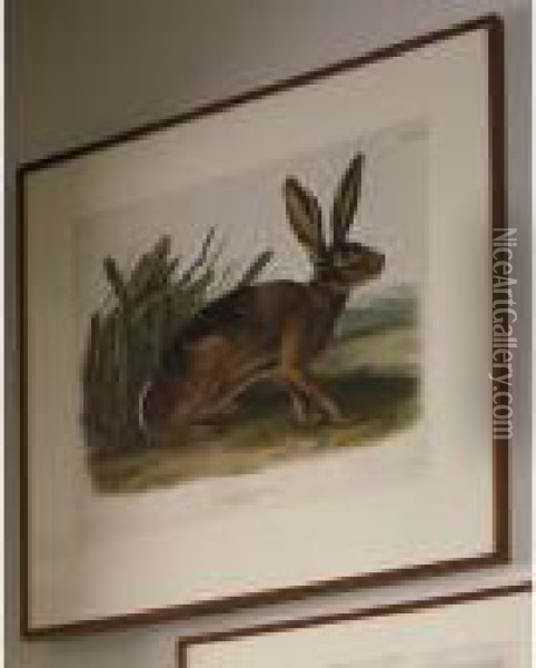 Californian Hare Oil Painting - John James Audubon