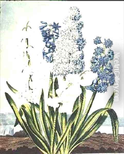 Hyacinths Oil Painting - Edwards, J.