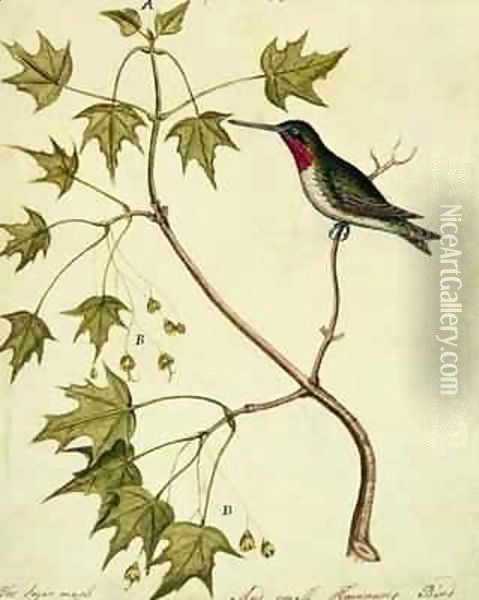 The Sugar Maple with a Humming Bird Oil Painting - William Bartram