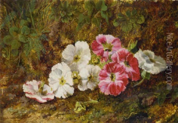 Pelargoniums On A Mossy Bank Oil Painting - George Clare