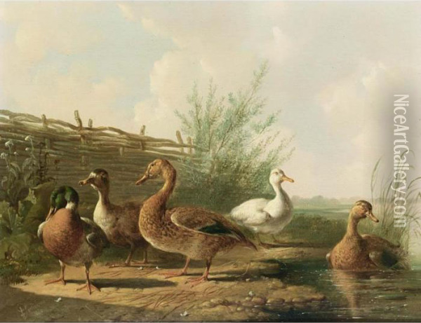 Ducks In A Landscape Oil Painting - Albertus Verhoesen