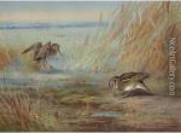 Common Snipe On Marshland Oil Painting - Archibald Thorburn