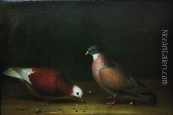 Deux Pigeons Picorant Oil Painting - Hermanns Niclaes Peters Fils