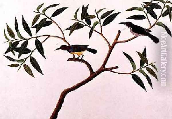 Humming Bird, Boorong cherichap, from 'Drawings of Birds from Malacca', c.1805-18 Oil Painting - Anonymous Artist