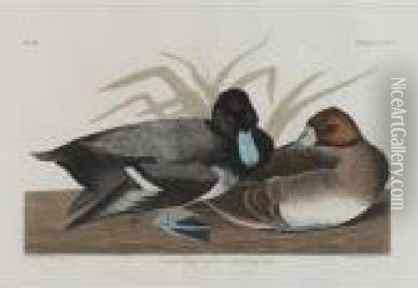 Scaup Duck Oil Painting - John James Audubon