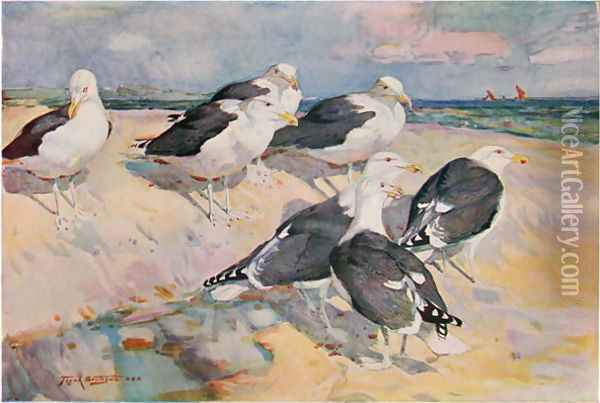 Black-backed Gulls, illustration from Wildfowl and Waders Oil Painting - Frank Southgate