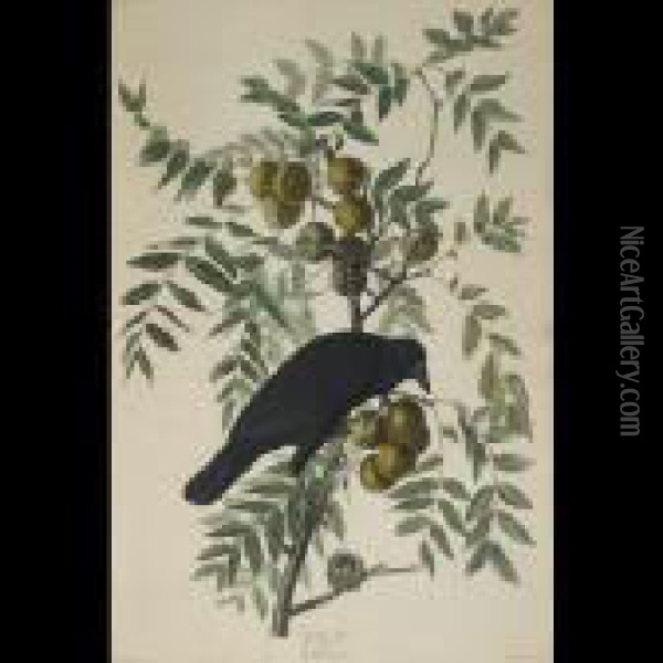 American Crow, Plate Clvi Oil Painting - John James Audubon