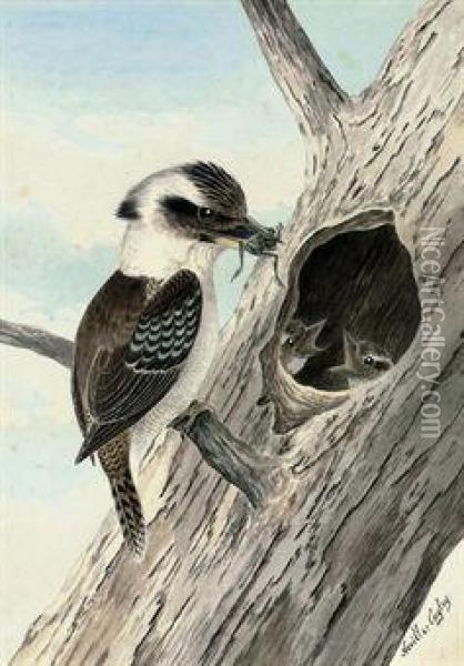 A Kookaburra Feeding A Frog To Its Young Oil Painting - Neville Henry P. Cayley