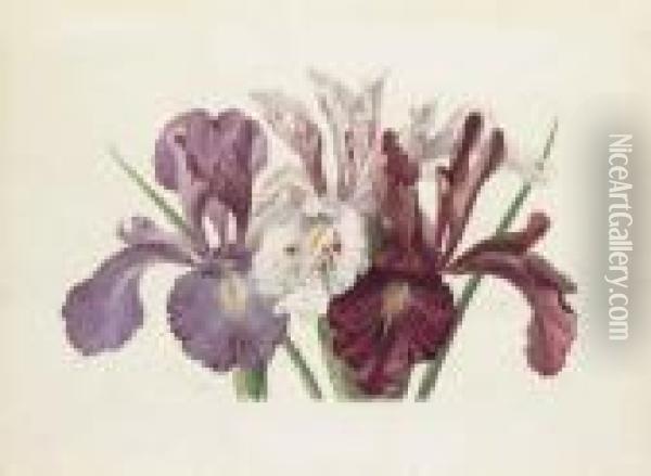 Iris Xyphioides (english Iris) Oil Painting - Paul De Longpre