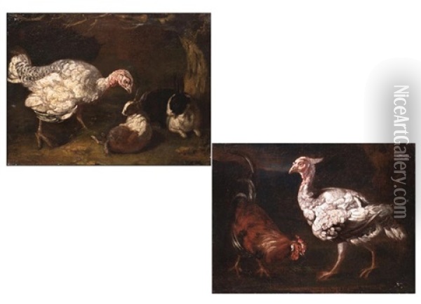Tierdarstellungen (pair) Oil Painting - Giovanni Agostino (Abate) Cassana