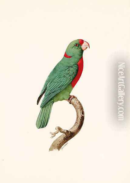 Le Perroquet Langlois (Red-fronted Parrot) Oil Painting - Jacques Barraband