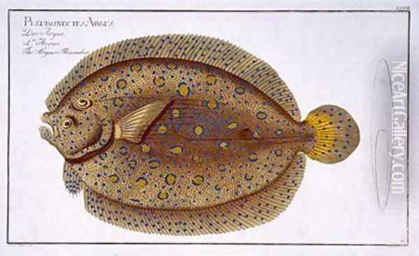 The Argus Flounder Pleuronectes Argus Oil Painting - Andreas-Ludwig Kruger