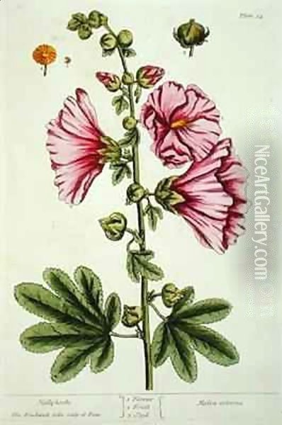 Hollyhocks, plate 54 from 'A Curious Herbal' Oil Painting - Elizabeth Blackwell