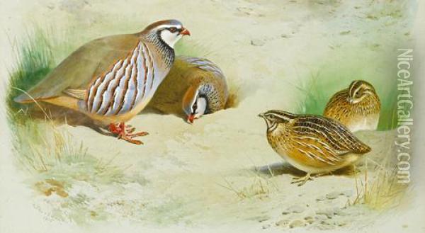 French Partridge And Chicks Oil Painting - Archibald Thorburn