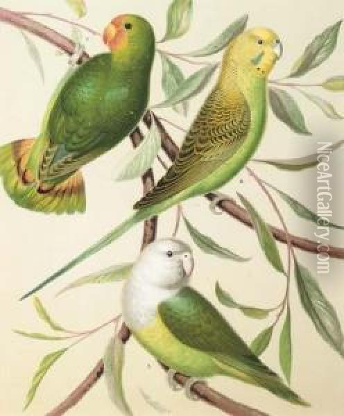The Illustrated Book Of Canaries And Cage-birds, British Andforeign: Eight Plates Oil Painting - William Rutledge