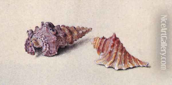 Study of Two Shells Oil Painting - John Ruskin