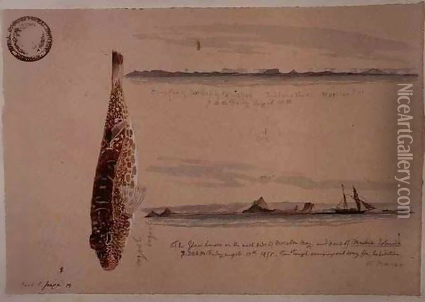 Sketch book, showing elevations of Moreton Bay, the 'Tom Tough', and the Oogool oogool fish Oil Painting - Thomas Baines