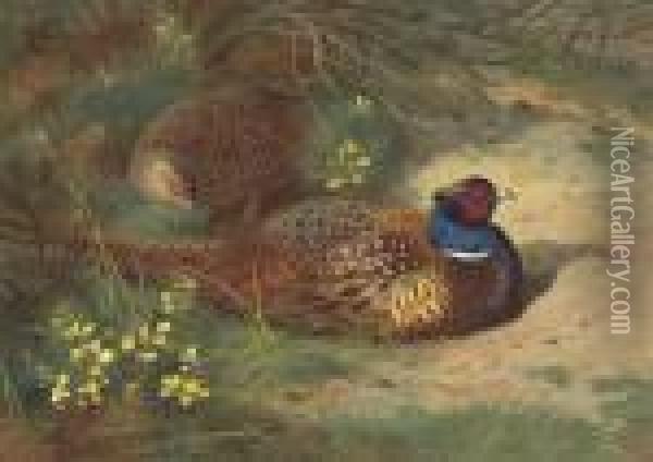 A Cock And Hen Pheasant In The Gorse Oil Painting - Archibald Thorburn