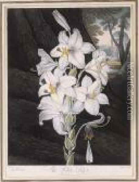 Temple Of Flora: The White Lily Oil Painting - Robert John, Dr. Thornton