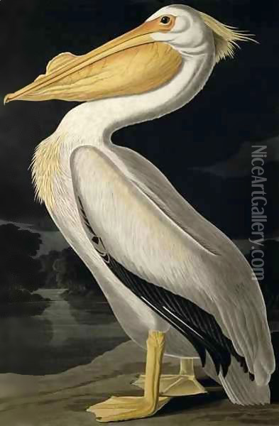 American White Pelican, from 'Birds of America' Oil Painting - John James Audubon