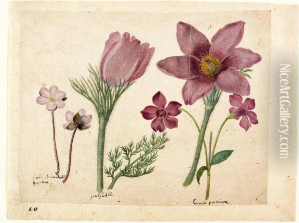 A Sheet Of Studies Of Flowers: A Liverwort, Two Pasque Flowers And A Lesser Periwinkle Oil Painting - Jacques (de Morgues) Le Moyne