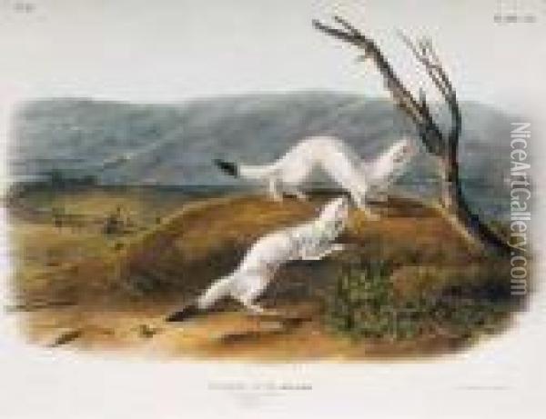 Plate 140 White Weasel Oil Painting - John James Audubon