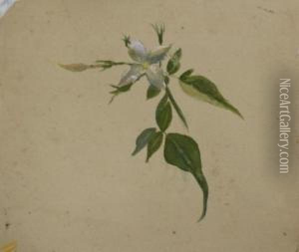 White Magnolias In A Glassvase Oil Painting - Emma Minnie Boyd