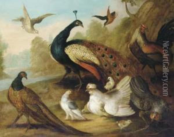 A Peacock, Pheasant, Hen, A Dove And Other Fowl In A Riverlandscape Oil Painting - Marmaduke Cradock
