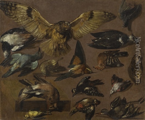 Studies Of An Owl And Other Birds Oil Painting - Pieter Boel