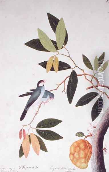 Nam-Nam Boorong Goolalay, Cynometra cauliflora, from 'Drawings of Birds from Malacca', c.1805-18 Oil Painting - Anonymous Artist