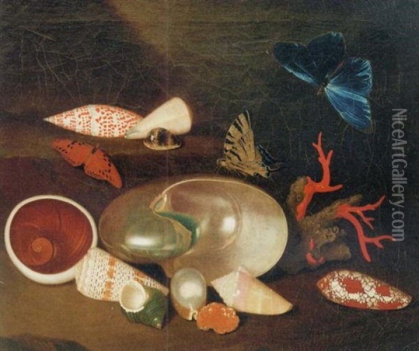 A Still Life Of Shells And Butterflies: A Nautilus, A Horse Conch, A Pearl Oyster, An Atlantic Bubble, A Green Turban, An Alphabet Cone, A Muffin Snail, A Chambered Nautilus And Others Oil Painting - Philipp Sauerland