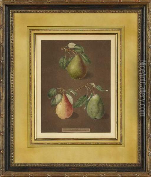 Pears Oil Painting - George Brookshaw