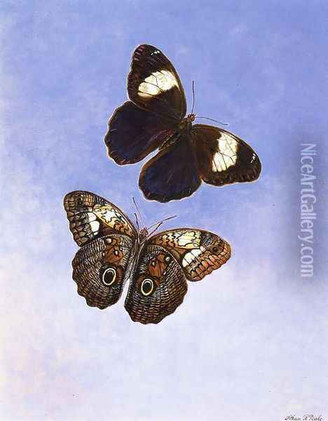 Caligo Martia (Butterflies) Oil Painting - Titian Ramsay Peale