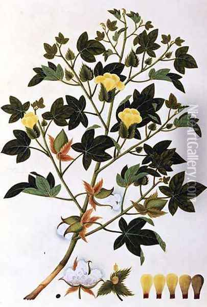 Gopypium Arboreum or Cotton Plant, c.1805-18 Oil Painting - Anonymous Artist