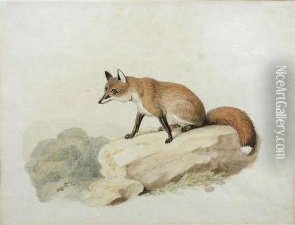 Study Of A Fox Oil Painting - Samuel Howitt