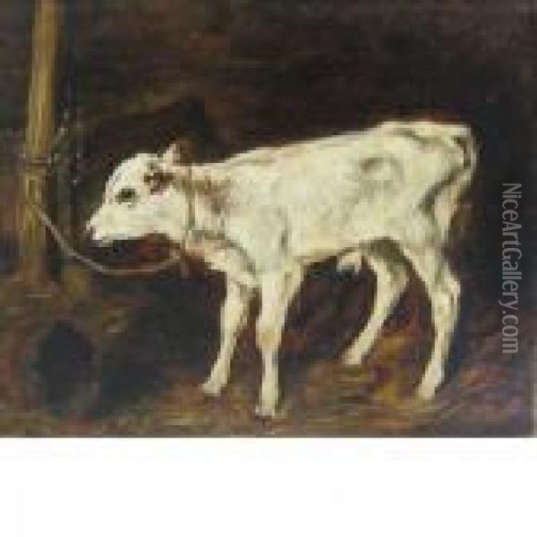 Study Of A Calf Oil Painting - John Emms