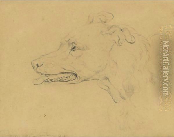 Study Of The Head Of A Greyhound Oil Painting - Sir Edwin Henry Landseer