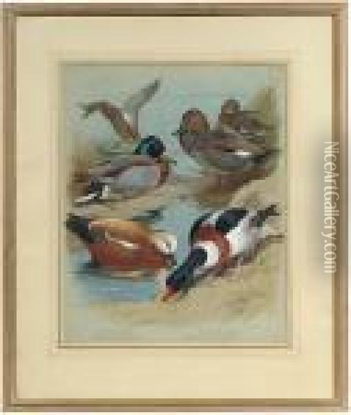 Mallard, Gadwall, Ruddy Shelduck, Common Shelduck Oil Painting - Archibald Thorburn