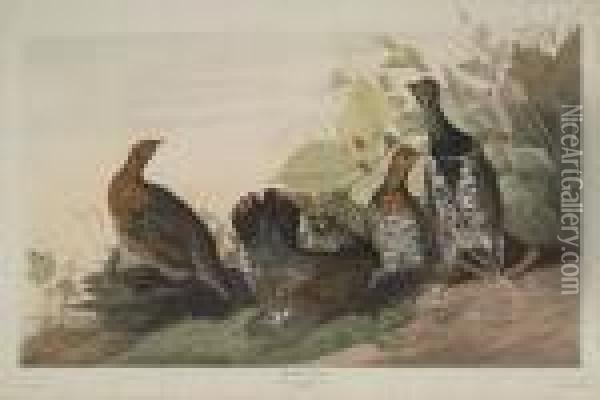 Spotted Grous Oil Painting - John James Audubon