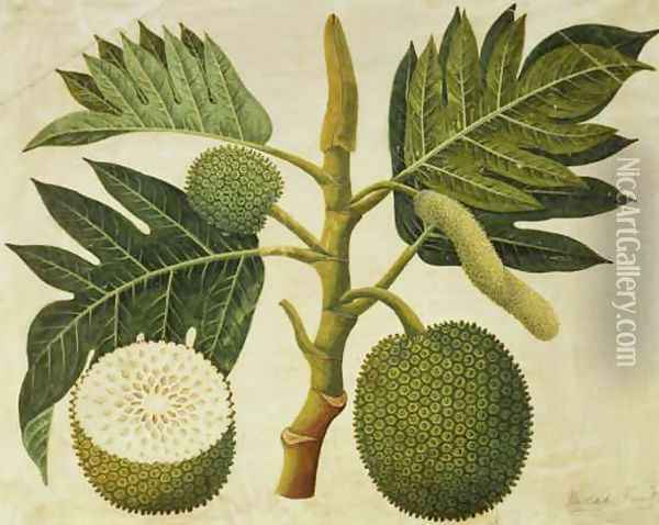 Bread Fruit, c.1769 Oil Painting - Sydney Parkinson