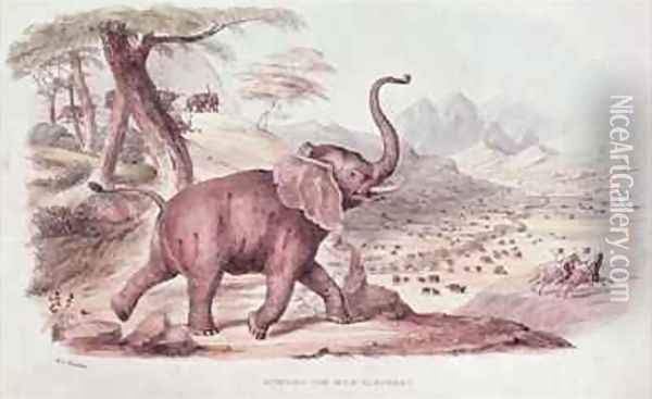 Hunting the Wild Elephant Oil Painting - William Cornwallis Harris