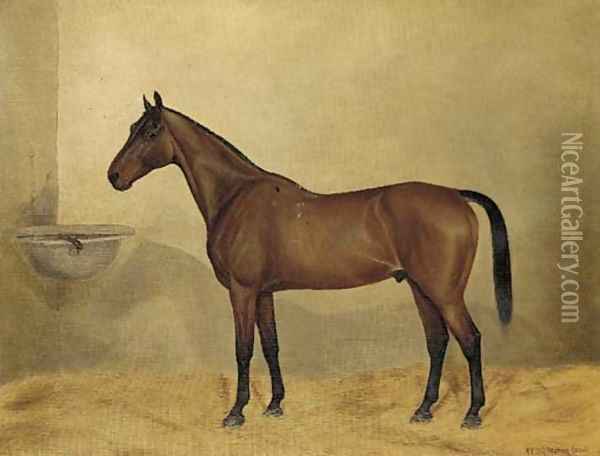 Mr Stary, a bay hunter in a stable Oil Painting - G. Stirling-Brown