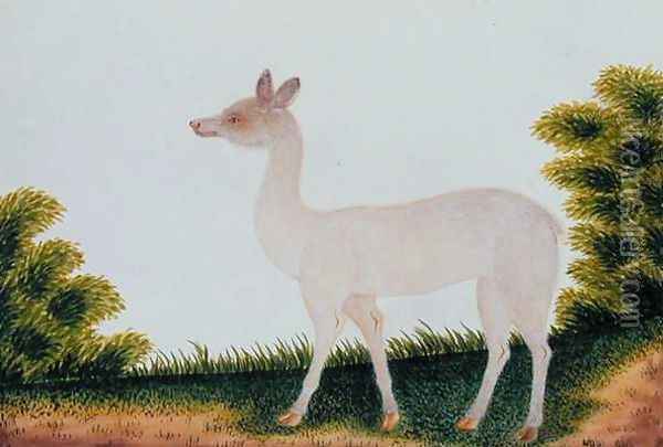 Furred Animal, from 'Drawings of Animals, insects and Reptiles from Malacca', c.1805-18 (3) Oil Painting - Anonymous Artist