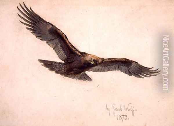 Eagle in flight, 1873 Oil Painting - Joseph Wolf