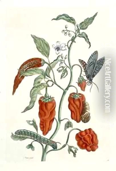 Comfrey, from 'A Curious Herbal' Oil Painting - Elizabeth Blackwell