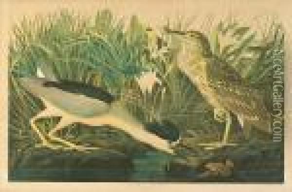 Night Heron, Plate 363 Oil Painting - John James Audubon